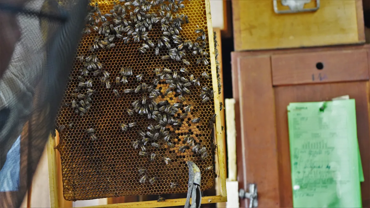 Mann in seinem Bienenhaus
